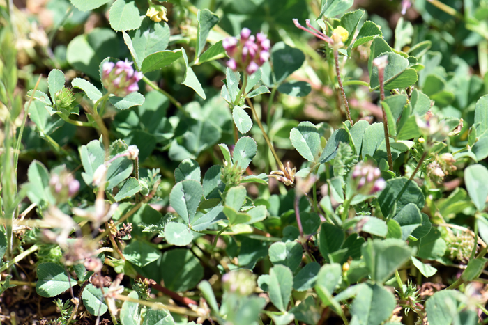 Pinpoint Clover leaves are green, palmately compound. The leaflets are obovate to obcordate with acute teeth. The tips are shallowly notched, and the leaves are mostly smooth. Trifolium gracilentum